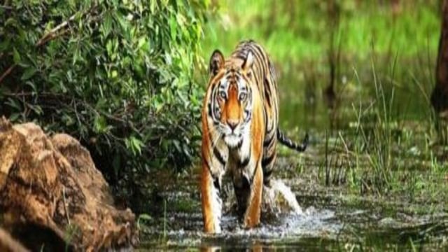 Wildlife adventure Itinerary in India