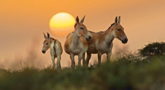 Viagem a Gujarat - O asno selvagem indiano