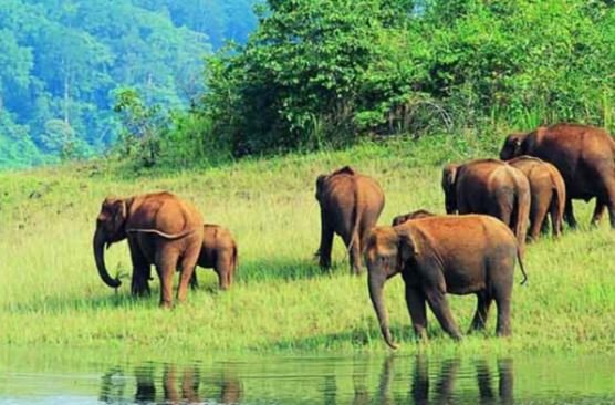 O que ver em Kerala - Periyar