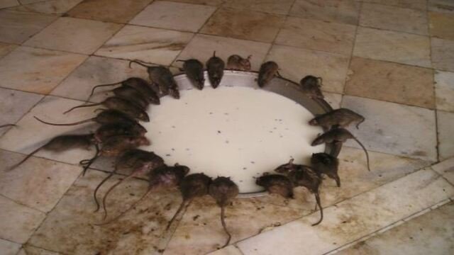 Templo de Karni Mata, um local famoso para visitar no Rajastão.