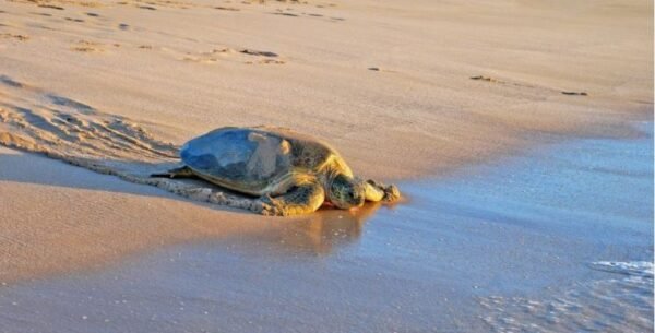 Turtle nesting at Ras Al Jinz