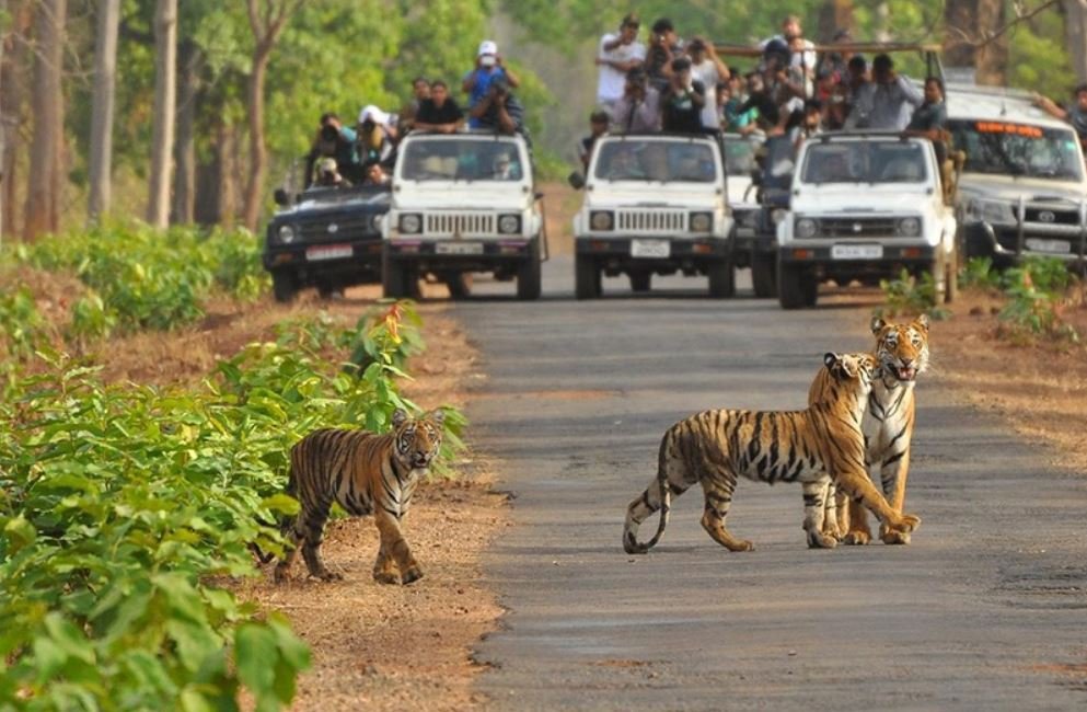 SAFARI IN INDIA