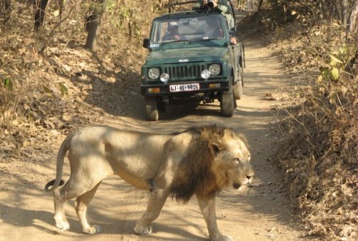 Gir-National-Park