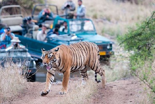 Jaipur-Ranthambore