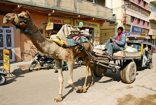 Mandawa-Deshnok-Bikaner