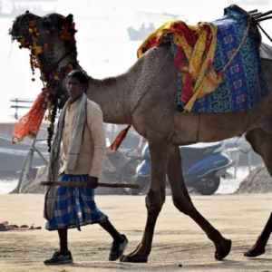 Rajasthan tour with tiger Safar