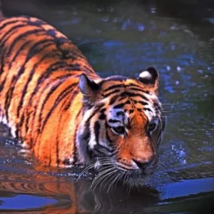 Safari tour in Rajasthan