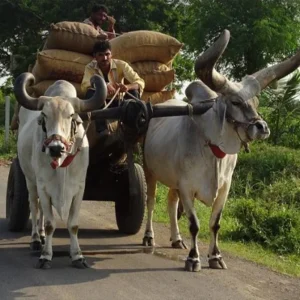 Terra única de Gujarat
