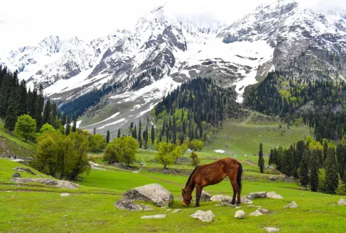 Srinagar–Sonmarg–Drass–Kargil (202 km, 5 horas e 10 minutos)